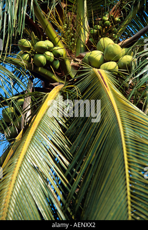 Kokosnüsse in Kokosnuss Baum, Cocos Nucifera, Thailand Stockfoto