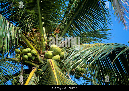 Kokosnüsse in Kokosnuss Baum, Cocos Nucifera, Thailand Stockfoto