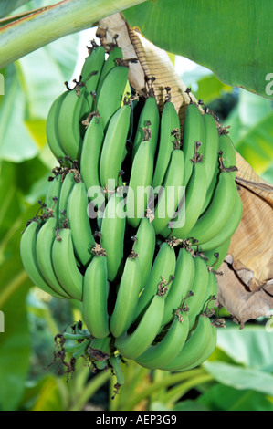 Großen Bündel Bananen hängen von einem Baum, Thailand Stockfoto