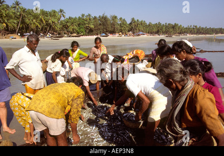 Indien Goa Palolem Fischer Aufteilung fangen am Strand Stockfoto