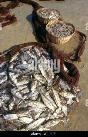Indien Goa Palolem Angeln Fisch im Netz am Strand Stockfoto