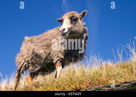 dh Bauernhof Museum CORRIGALL ORKNEY North Ronaldsay Schaf auf Dach Rasen Dach Gras fressen Stockfoto