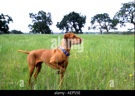 Viszla Hund auf Punkt während der Jagd Stockfoto