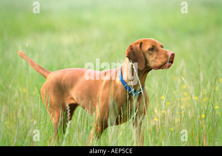 Vizsla Hund auf Punkt während der Jagd Stockfoto