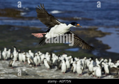 Ein Erwachsener König Kormoran mit Flügeln verteilt hereinkommen zu landen Stockfoto