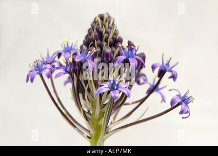 Peruanischer Blaustern, Peruvianna, Blume, flowerhead Stockfoto