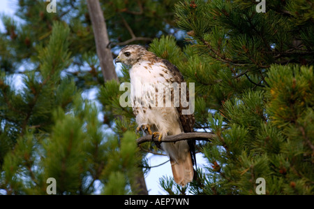 Ein Falke thront in einem Baum. Stockfoto
