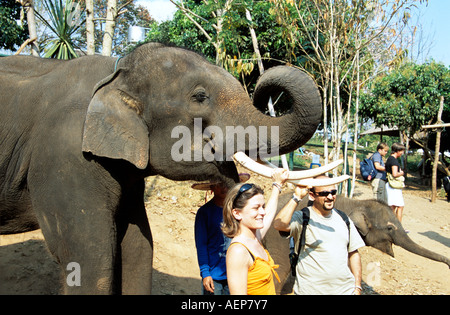 Neben Elefanten, Mae Ping Elephant Training Camp, Mae Ping, Touristen in der Nähe von Chiang Mai, Thailand Stockfoto