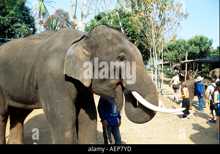 Elefanten in der Nähe von Mae Ping Elephant Training Camp, Mae Ping, in der Nähe von Chiang Mai, Thailand Stockfoto