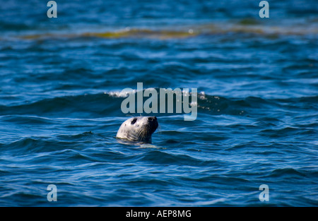 Eine Baltische Grey Seal HALICHOERUS GRYPUS BALTICUS steckt seinen Kopf aus dem Wasser in den Schären von Stockholm, Schweden. Stockfoto