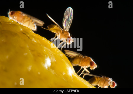 4 vier Obst Fliegen fliegen sitzen auf einer Zitrone Drosophila Melanogaster Stockfoto