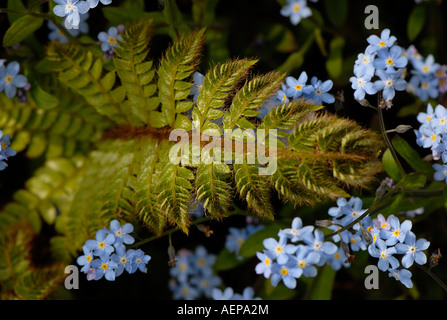 Farne und Vergissmeinnicht Stockfoto