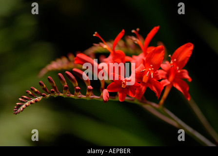 Eine einzelne Crocosmia "Lucifer" Flowerhead Stockfoto