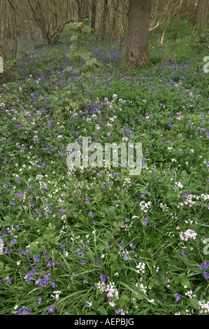 Lady s Kittel und Glockenblumen in Blume Niederwald Wald Kent England Stockfoto