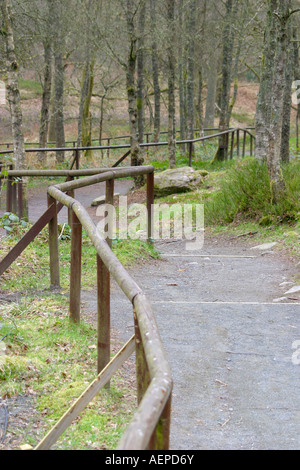 Footpath leading through woodland Stockfoto