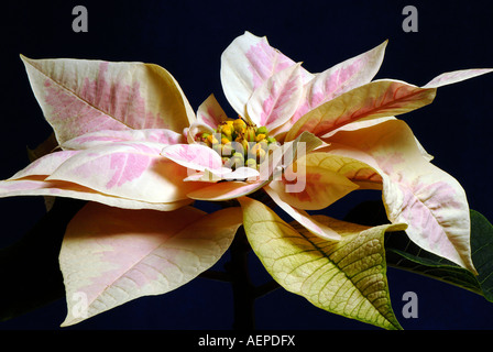 Eine Nahaufnahme einer Weihnachtsstern Blume - Euphorbia pulcherrima Stockfoto