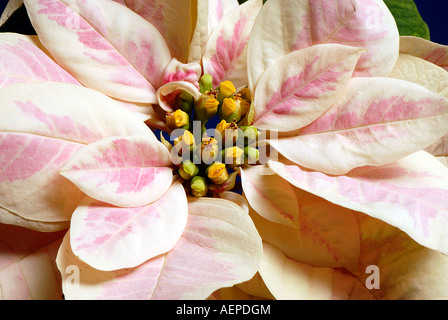 Eine Nahaufnahme einer Weihnachtsstern Blume - Euphorbia pulcherrima Stockfoto
