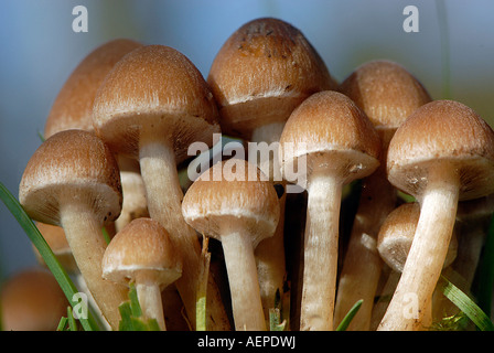 Ein Büschel von Pilze - Pilze Stockfoto