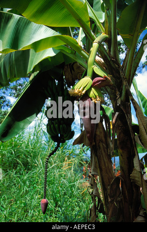 Bananen Pflanze Insel St. Lucia Inselgruppe der kleinen Antillen Karibik Stockfoto