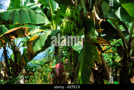 Bananen Pflanze Insel St. Lucia Inselgruppe der kleinen Antillen Karibik Stockfoto