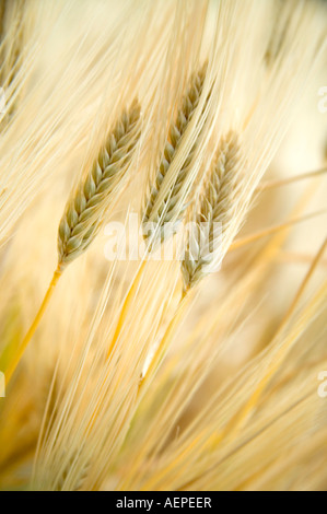 Reife vierreihige Gerste, die in Field, Oregon, wächst. Stockfoto