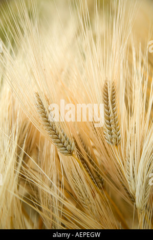 Reife vier Zeile Gerste wächst im Feld, Oregon Stockfoto