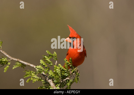 Nördlichen Kardinal männlich Stockfoto