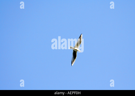 Möwen fliegen in strahlend blauer Himmel Stockfoto