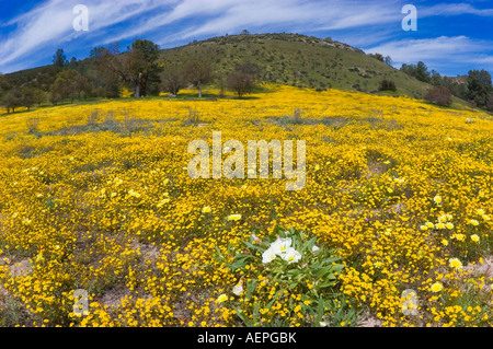 Evening Primrose Goldfields Küsten ordentlich Tipps und California Löwenzahn entlang Shell Creek San Luis Obispo County Kalifornien Stockfoto