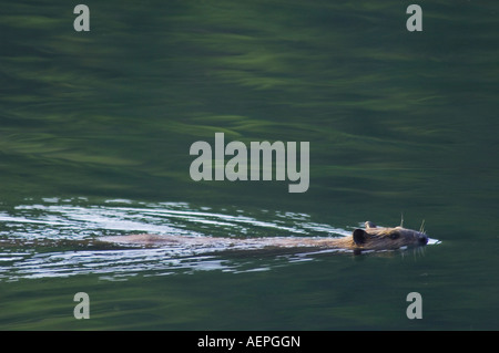 Amerikanischer Biber Castor Canadensis Erwachsener im Bach schwimmen McDonald Creek Glacier Nationalpark Montana USA Juli 2007 Stockfoto