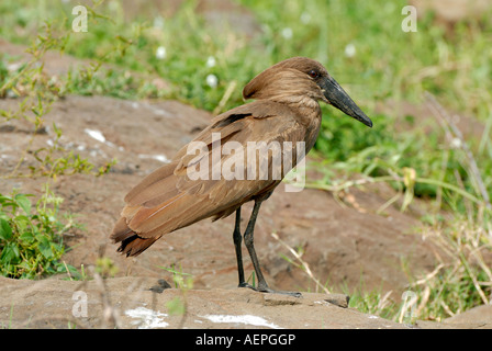 Hamerkop am Ufer des Viktoriasees in der Nähe von Kisumu Kenia Ostafrika dieser Vogel wird manchmal der Blitz Vogel genannt. Stockfoto