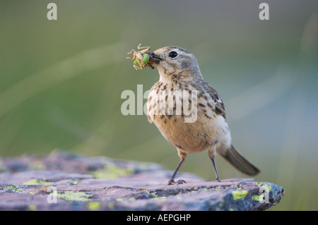 Amerikanische Pieper Anthus Rubescens Erwachsene mit Insekt Beute Logan Pass Glacier Nationalpark Montana USA Juli 2007 Stockfoto