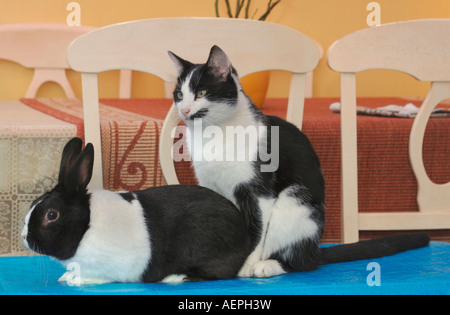 Haustier Katze & Kaninchen zusammen Stockfoto