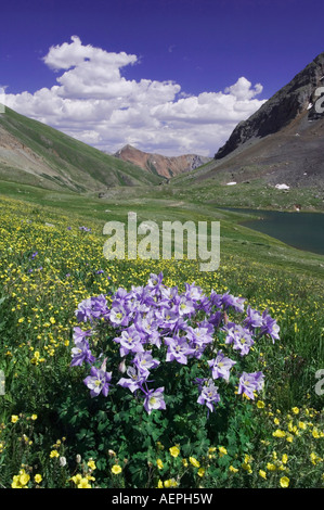 Berge und Wildblumen in Almwiese blaue Akelei Aquilegia Coerulea Alpine Avens Ouray San Juan Mountains Colorado USA Stockfoto