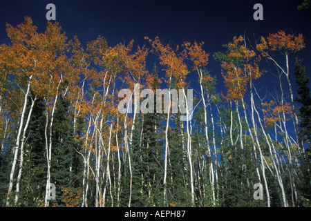 Herbstfarben in Birkenbäumen im subarktischen Alaska Stockfoto