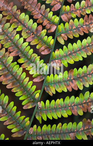 Nahaufnahme Detail der Bracken Wedel, New Forest National Park, Hampshire Stockfoto