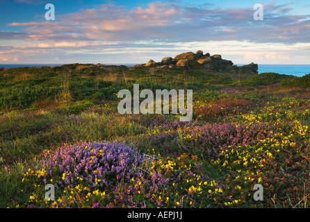 Wildblumen wachsen auf rührende von Lands End, Cornwall Stockfoto