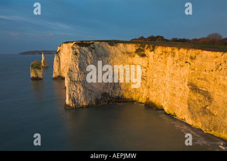 Kreide-Prachtnelke der Old Harry Rocks in der Nähe von Swanage, Dorset Stockfoto