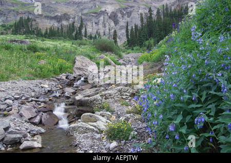 Berg-Stream und Wildblumen Yankee Boy Becken Glockenblumen Mertensia Ciliata Monkeyflower San Juan Mountains Colorado USA Stockfoto