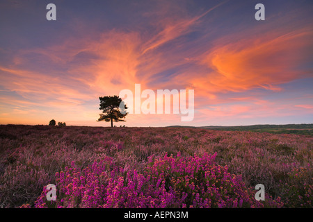 Sommerabend auf der Heide Teppichboden Heidelandschaft des New Forest National Park Stockfoto