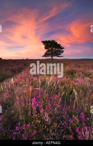 Sommerabend auf der Heide Teppichboden Heidelandschaft des New Forest National Park Stockfoto