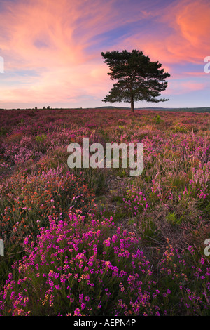 Sommerabend auf der Heide Teppichboden Heidelandschaft des New Forest National Park Stockfoto