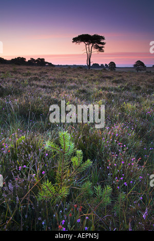 Kleine Kiefer wächst unter das Heidekraut auf Wilverley Ebene, New Forest Stockfoto
