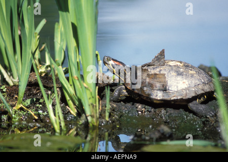 gemalte Schildkröte Chrysemys Picta auf einem Baumstamm in Lake Washington Washington Stockfoto