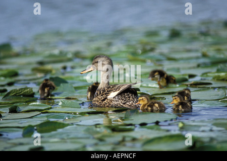 Gadwall Anas Strepera weiblich mit Kupplung jungen in Lilly pads Lake Washington Washington Stockfoto