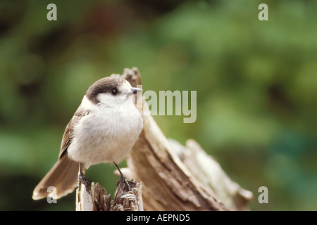 Gray Jay Perisoreus Canadensis sitzt auf einem Baumstumpf in Olympic Nationalpark Olympic Peninsula Washington Stockfoto