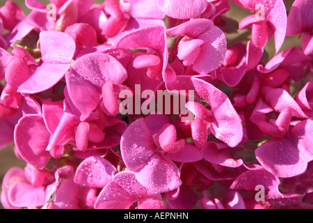 Everlasting Duftende Platterbse Lathyrus latifolius Stockfoto