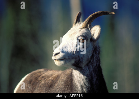 Steinschaf Ovis dalli stonei Schafe im Norden Yukon Yukon Territories Kanada Stockfoto