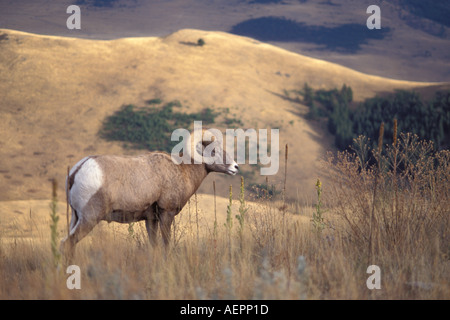 Big Horn Schafe Bergschafe Ovis Canadensis ram stehend auf einem Hügel in die National Bison Range Montana Stockfoto