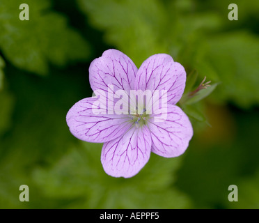 Geranium Oxonianum Wargrave Pink Storchschnabel Stockfoto